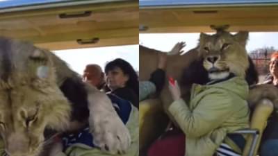 Video : लोक जंगल सफारीचा आनंद घेत होते इतक्यात सिंह गाडीत शिरला, पुढे जे झालं त्यावर तुमचा विश्वास बसणार नाही...