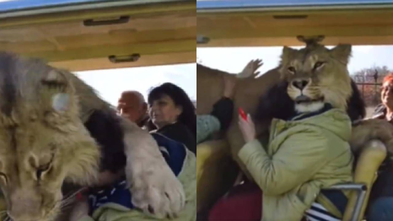 Video : लोक जंगल सफारीचा आनंद घेत होते इतक्यात सिंह गाडीत शिरला, पुढे जे झालं त्यावर तुमचा विश्वास बसणार नाही...