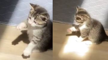 Video : उन्हाच्या तिरपेसोबत मांजरीचा खेळ, व्हीडिओ पाहून नेटकरी म्हणतात How Cute!
