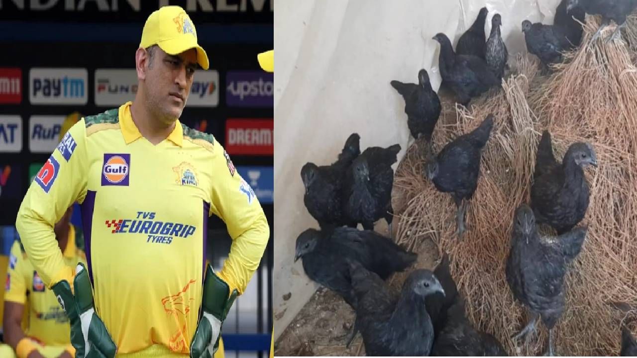 CSK MS Dhoni: धोनीने मागवल्या 2 हजार कडकनाथ कोंबड्या, IPL बरोबर बिझनेसवरही नजर