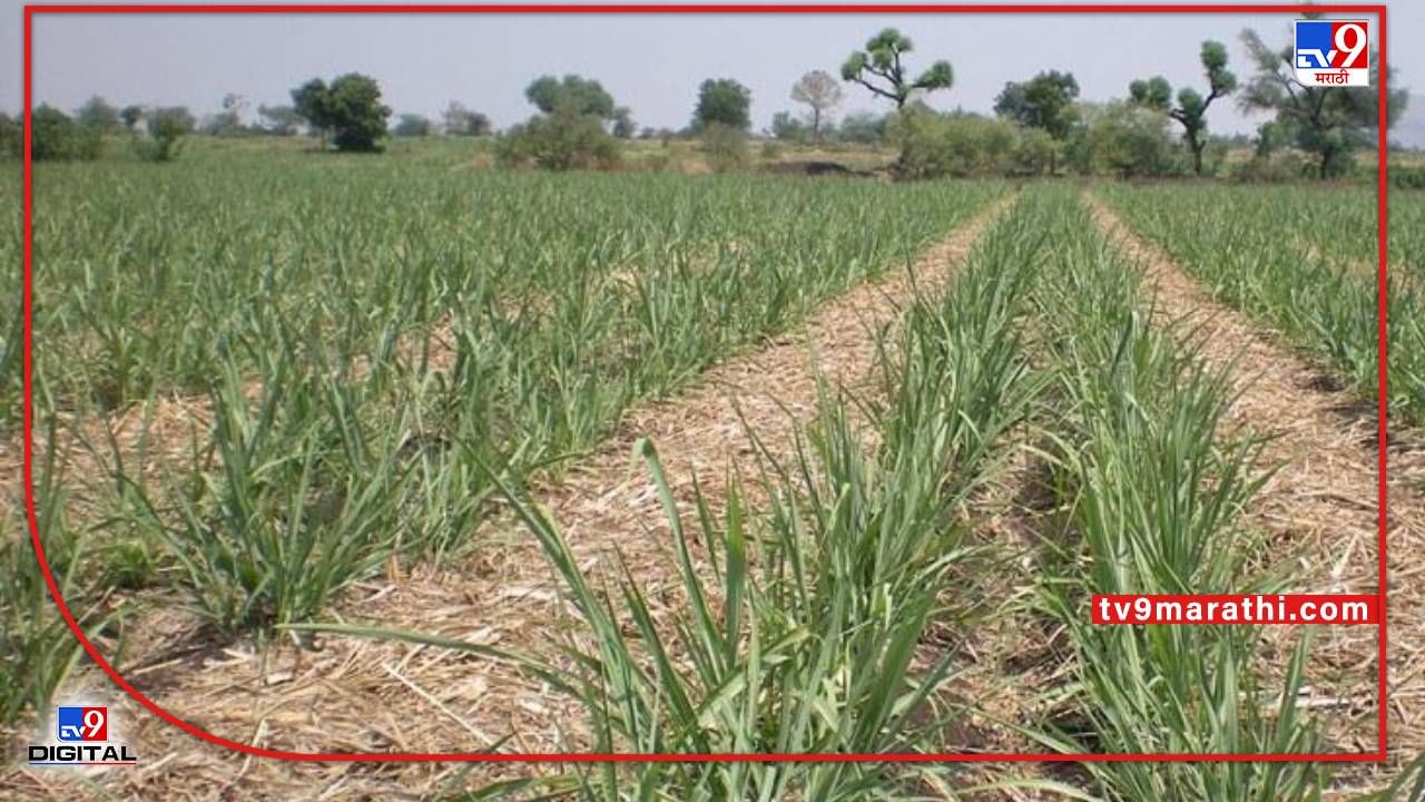 Sugarcane : उसाची तोड झाली, मग खोडव्याचे व्यवस्थापन करा अन् उत्पादन वाढवा Sugarcane : उसाची तोड झाली, मग खोडव्याचे व्यवस्थापन करा अन् उत्पादन वाढवा