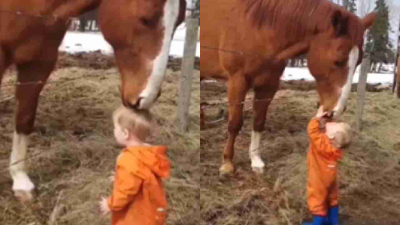 Video :  लहानग्याचा घोड्यावर जडला, ते खास चुंबन सोशल मीडियावर व्हायरल