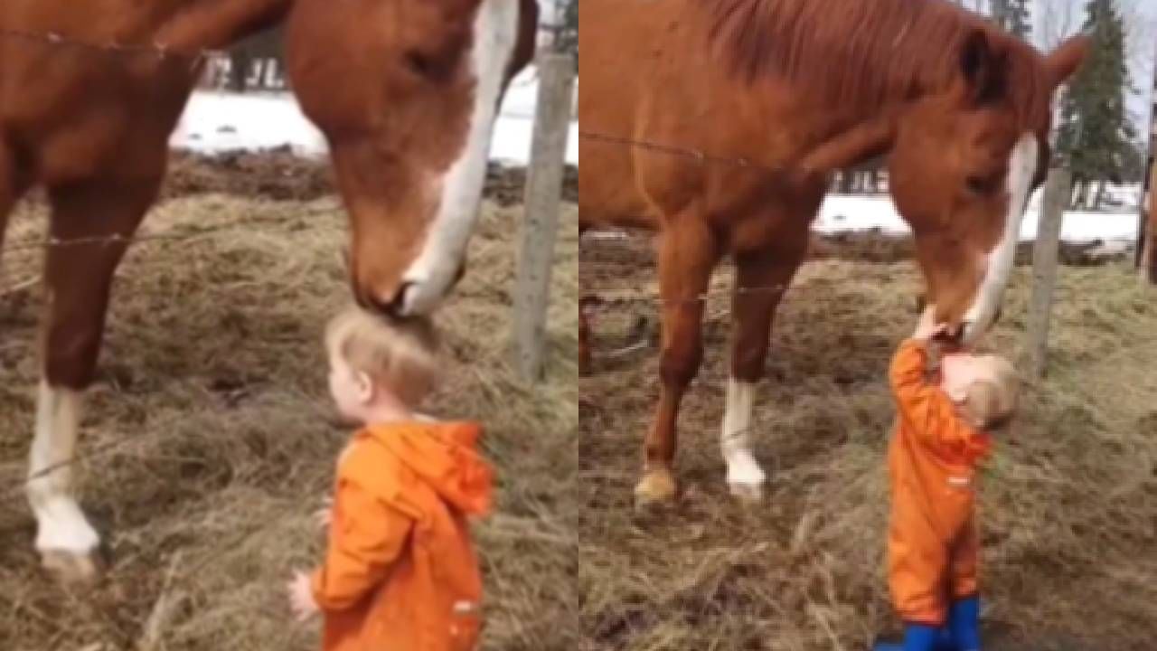 Video :  लहानग्याचा घोड्यावर जडला,' ते' खास चुंबन सोशल मीडियावर व्हायरल