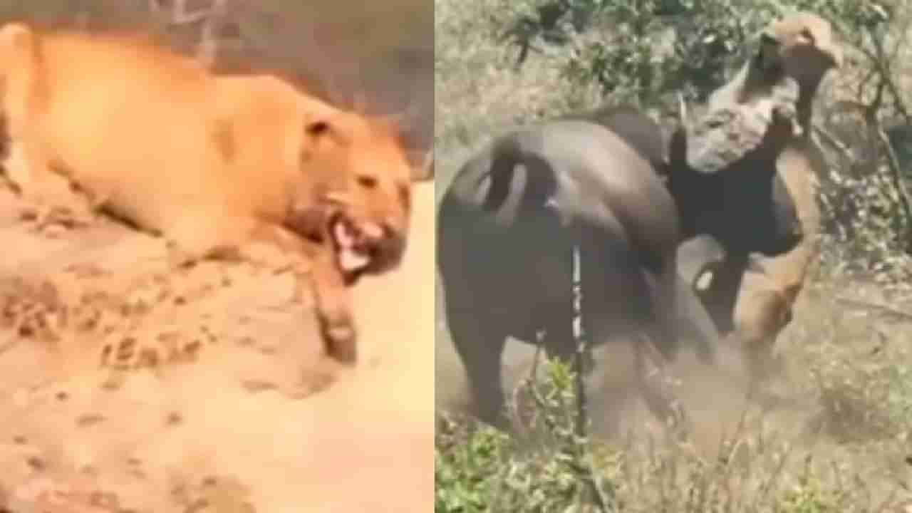 Video : जंगलाच्या राजावर म्हशी भारी!, सिंहाला केलं भीगी बिल्ली, हे दोन व्हीडिओ पाहून म्हणाल, म्हशीला मानलं पाहिजे!