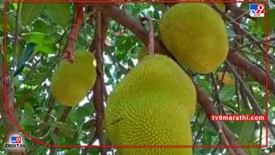 Success Story : नांदेडच्या शिवारात फुललीय फणसाची बाग, 7 वर्षाची मेहनत यंदा आली कामी