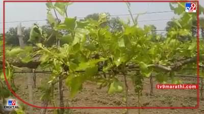 Vineyard Damage : हंगाम संपल्यानंतरही अवकाळीची अवकृपा सुरुच, द्राक्षानंतर आता बागाच उध्वस्त