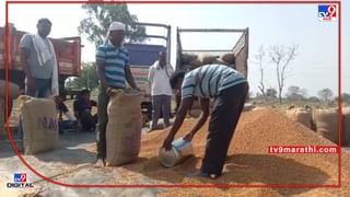 Turmeric Crop: अवकाळीनंतरही हळदीला चढला ‘पिवळा’ रंग, प्रतिकूल परस्थितीमध्ये उत्पादन वाढले दराचे काय?