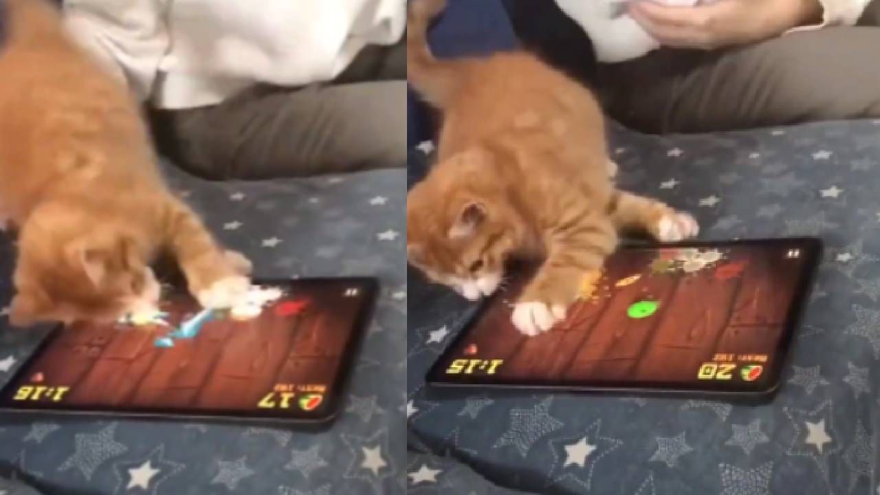 Video : मांजरीच्या पिल्लाला लागलाय गेमचा नाद!, सात सेकंदाचा व्हीडिओ तुमचं निखळ मनोरंजन करेल...