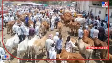 Buldana Market | महागाई आणि चारा टंचाईमुळे जनावरे विक्रीस, खामगाव बाजारात कवडीमोल भाव