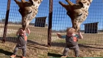 Video : जिराफ आणि चिमुरड्याची दोस्ती, नेटकरी म्हणतात, जगातील सर्वात गोड व्हीडिओ