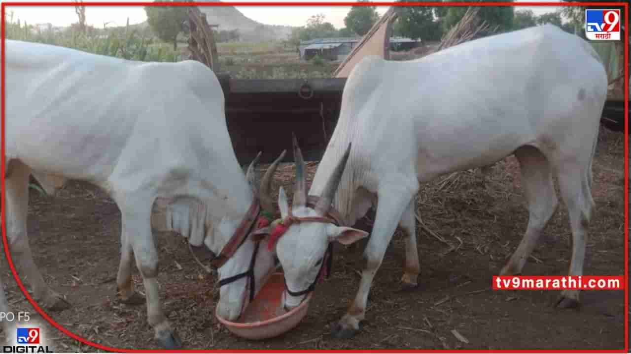 Nashik: किमती गगनाला भिडल्याने बैल चोरीच्या घटना वाढल्या; शेतकरी हवालदिल