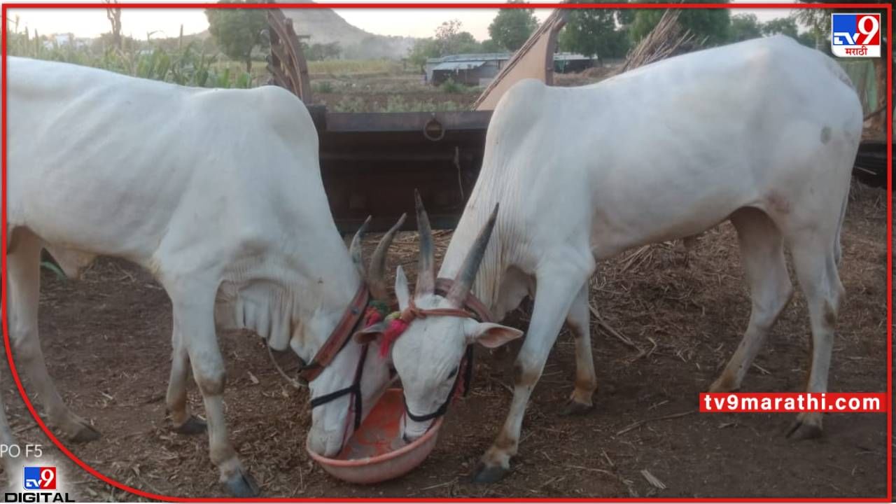 Nashik: किमती गगनाला भिडल्याने बैल चोरीच्या घटना वाढल्या; शेतकरी हवालदिल