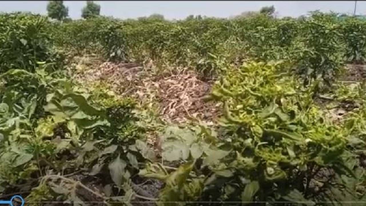 Load shedding | वीज भारनियमनामुळे पाणी नाही, मिरचीच्या पिकावर रोग, नांदेडमधील शेतकऱ्यांवर संकट