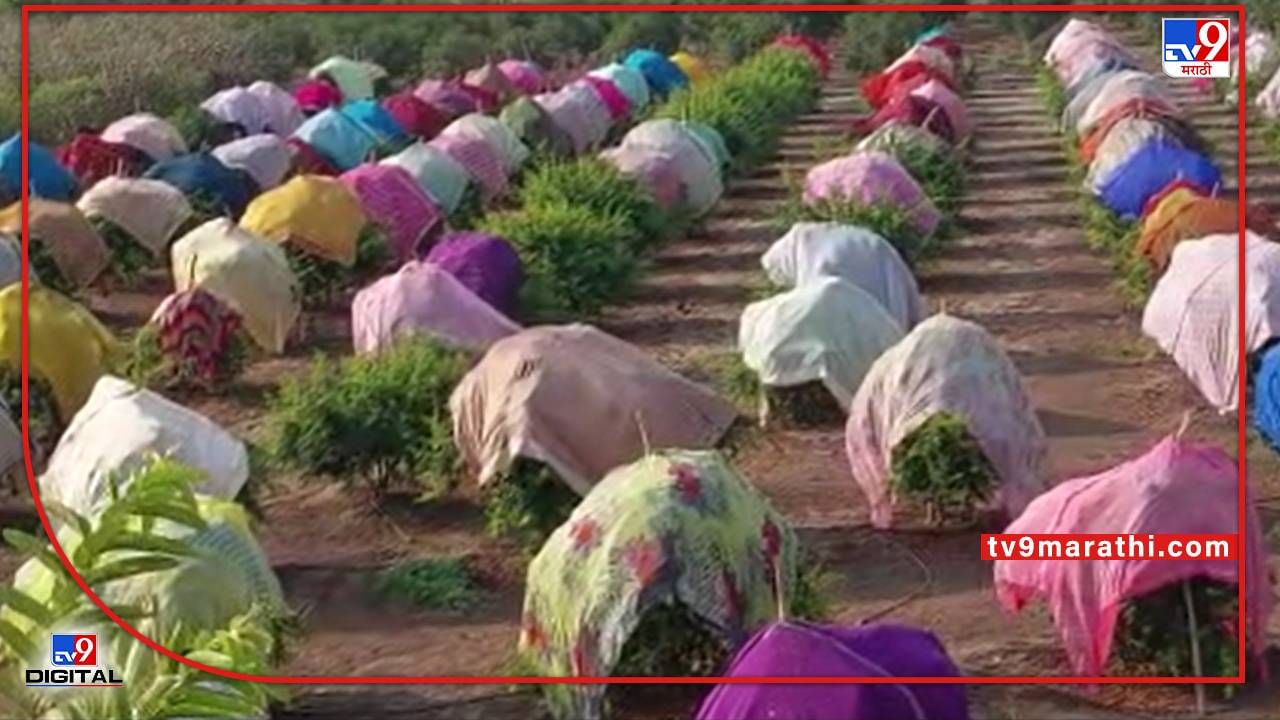 Pomegranate Garden: डाळिंबाच्या संरक्षणासाठी मालेगावच्या शेतकऱ्याची नामी शक्कल, पंचक्रोशीत चर्चा