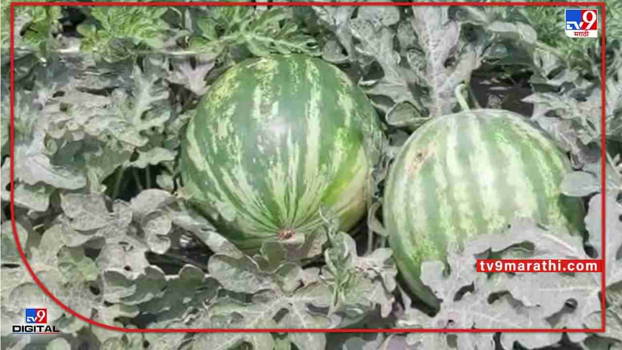 Watermelon : मालेगावच्या शेतकऱ्याचा असा हा प्रयोग, परदेशी कृषी संशोधकांनीही घेतली दखल