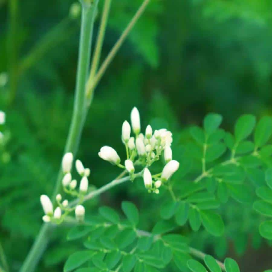आरोग्य तज्ञ शेवग्याच्या पानांचा रस पिण्याची शिफारस करतात. आयुर्वेदातही त्याचा रस शरीरासाठी फायदेशीर मानला जातो. जाणून घ्या त्याचा रस प्यायल्याने कोणत्या शारीरिक समस्या दूर होतात.