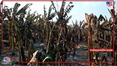 Jalgaon : केळीची बाग आगीच्या भक्ष्यस्थानी, कापणी सुरु असतानाच नेमकं घडले काय ?