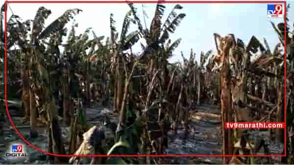 Jalgaon : केळीची बाग आगीच्या भक्ष्यस्थानी, कापणी सुरु असतानाच नेमकं घडले काय ?