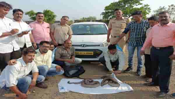 मांडूळ विक्रीसाठी आलेल्या पाच आरोपींना अटक, तीन मांडूळ जप्त