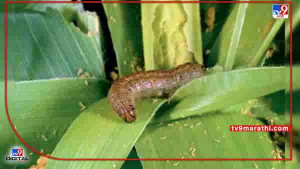 Pest Disease: आता अमेरिकन लष्करी अळीचा धोका टळला! ब्राझिलमधील संशोधनामुळे मका उत्पादकांना मिळणार दिलासा