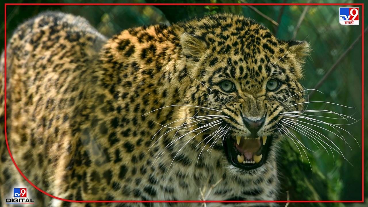 Nashik Leopard : मामाच्या गावी राहायला आलेल्या सहा वर्षांच्या भाचीचा बिबट्याच्या हल्लात मृत्यू