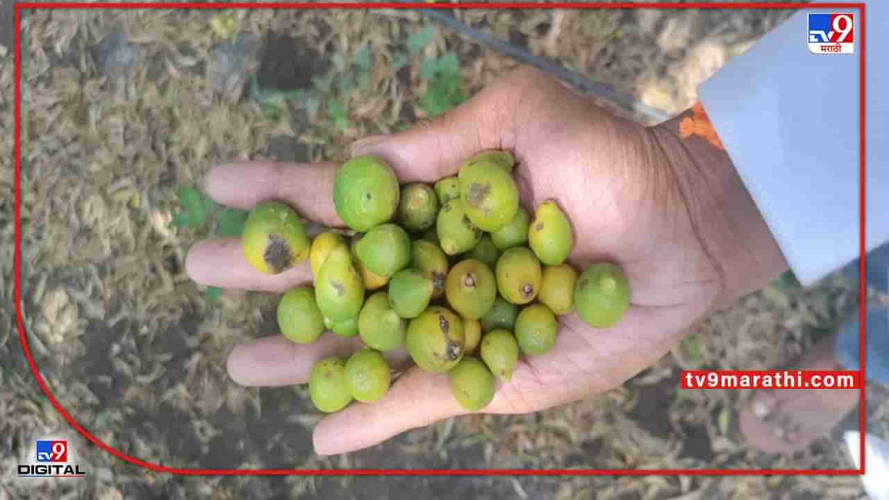 Nagpur Orange | नागपुरी संत्री होणार आंबट? गळती लागल्यानं उत्पादनात घट; काय करता येईल उपाययोजना?