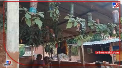 Sangli - शेती नसल्यामुळे बिसलेरी बाटलीत पिकवली वांगी, अनोख्या प्रयोगाच सर्वत्र कौतुक