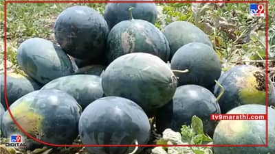 Watermelon Rate: कलिंगडचाही बाजार उठला, 15 दिवसातच दर निम्म्यावर