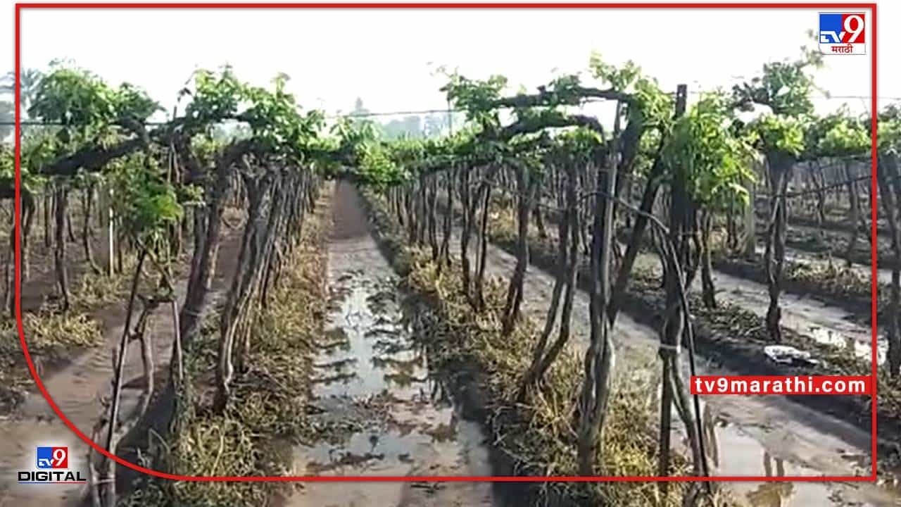 Sangli :निसर्गाचा लहरीपणा द्राक्ष बागायतदारांच्या मुळावर, आता द्राक्ष तोडणीनंतरही नुकासनीची मालिका सुरुच