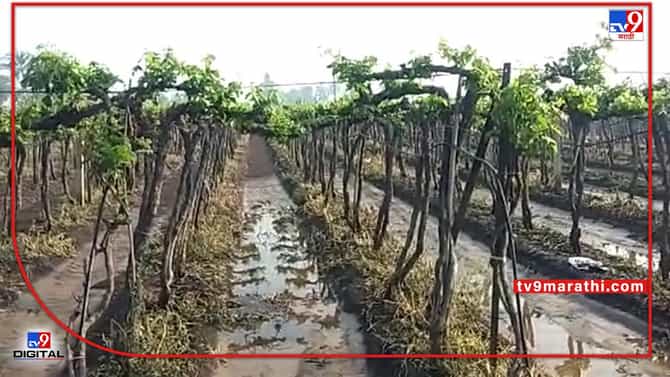 Sangli :निसर्गाचा लहरीपणा द्राक्ष बागायतदारांच्या मुळावर, आता द्राक्ष तोडणीनंतरही नुकासनीची मालिका सुरुच