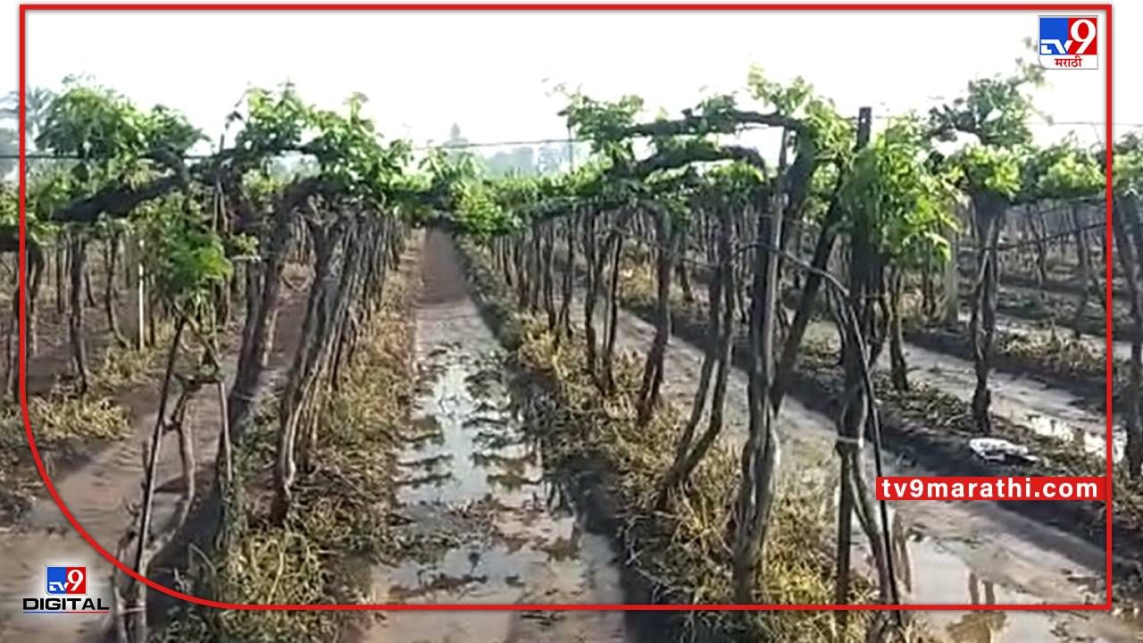 Sangli :निसर्गाचा लहरीपणा द्राक्ष बागायतदारांच्या मुळावर, आता द्राक्ष तोडणीनंतरही नुकासनीची मालिका सुरुच