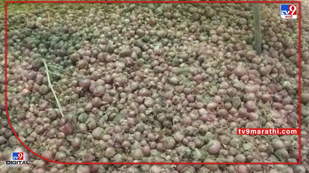 Onion Crop: नगदी म्हणून ओळख असलेला कांदा वावरातच सडला, शेतकऱ्यांनी असा का निर्णय घेतला?