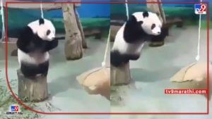 Viral Video : पांडाचा इतकी खराब टायमिंगचा व्हिडीओ व्हायरल; पांडाचा हा व्हिडिओ पाहून हसाल खळखळून