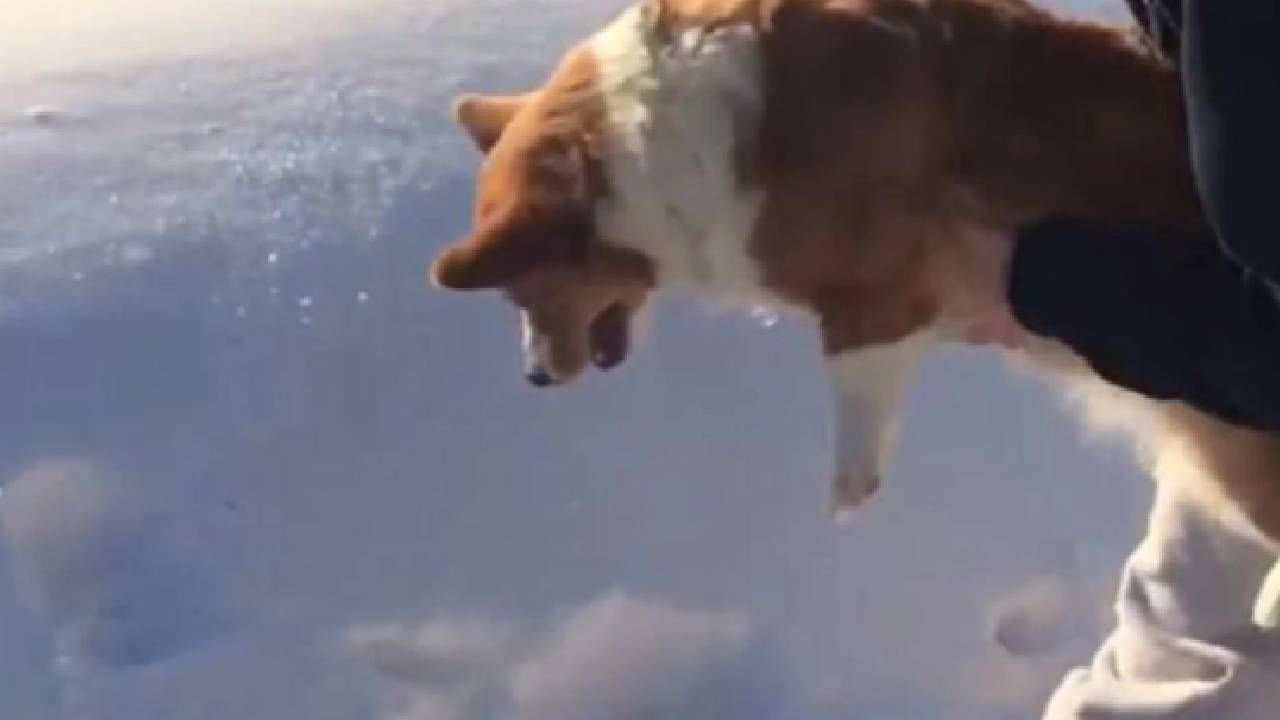 Video : कुत्र्याला चक्क विमानातून फेकलं? पाहा व्हीडिओ...