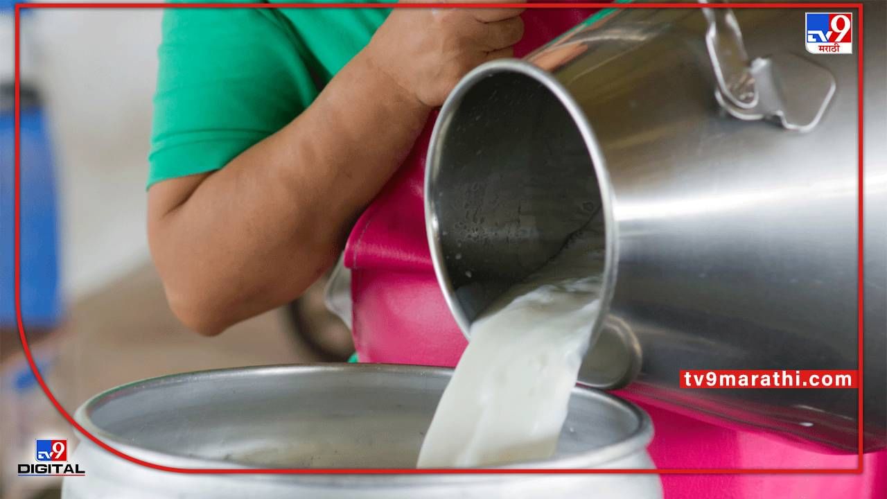 Milk Production : दूध उत्पादनात महाराष्ट्र 'टॉप' वर, दर वाढूनही उत्पादकांची निराशा कायम, काय आहेत कारणे?