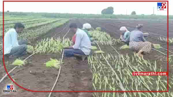 Banana : गतवर्षीच्या दराचा परिणाम यंदाच्या फळपिकांच्या लागवडीवर, नंदूरबारमध्ये पीक पध्दतीमध्ये बदल