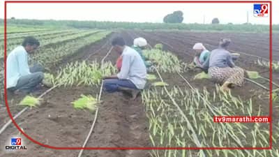 Banana : गतवर्षीच्या दराचा परिणाम यंदाच्या फळपिकांच्या लागवडीवर, नंदूरबारमध्ये पीक पध्दतीमध्ये बदल