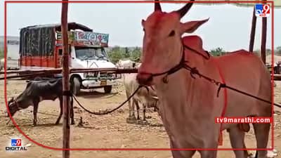 Sangli : कोरोनामुळे जनावरांचा उठलेला बाजार पुन्हा पुर्वपदावर, आता निर्बंध मुक्तीनंतर होतेय कोट्यावधींची उलाढाल