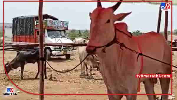 Sangli : कोरोनामुळे जनावरांचा उठलेला बाजार पुन्हा पुर्वपदावर, आता निर्बंध मुक्तीनंतर होतेय कोट्यावधींची उलाढाल
