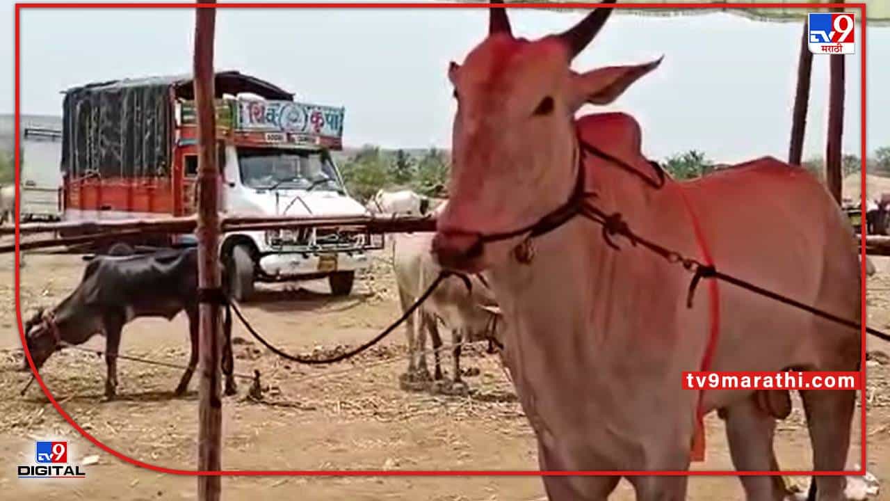 Sangli : कोरोनामुळे जनावरांचा उठलेला बाजार पुन्हा पुर्वपदावर, आता निर्बंध मुक्तीनंतर होतेय कोट्यावधींची उलाढाल