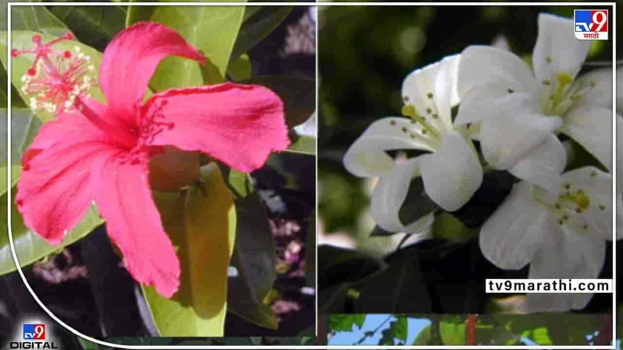 Gods favorite flower : शास्त्र असतं हे ! देवांच्या आवडी निवडी लक्षात ठेवायलाच हव्यात, कोणत्या देवाला कोणतं फूल ?