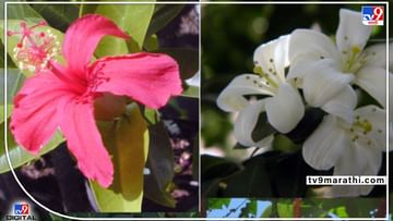 God's favorite flower : शास्त्र असतं हे ! देवांच्या आवडी निवडी लक्षात ठेवायलाच हव्यात, कोणत्या देवाला कोणतं फूल ?