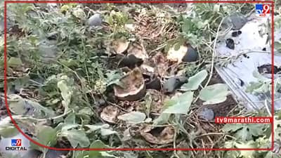 Watermelon : दुष्काळात तेरावा, वावरात कलिंगडचे नुकसान अन् बाजारपेठेत कवडीमोल दर