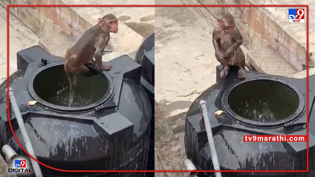 Video : ठंडे ठंडे पानी से नहाना चाहिये!, लाहीलाही करणाऱ्या उन्हात माकडांची पाण्याच्या टाकीत अंघोळ!