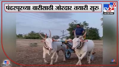 Pandharpur Wari : यंदाची पालखी सोन्या आणि माऊली ही बैलजोडी घेऊन जाणार, कुणाच्या बैलांना मिळाला पालखीचा मान? वाचा