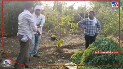 Akola Ayurveda | पातूरच्या आयुर्वेद महाविद्यालयाच्या बगिच्यात गांजाची शेती! पोलिसांच्या पथकाकडून 142 झाडे जप्त