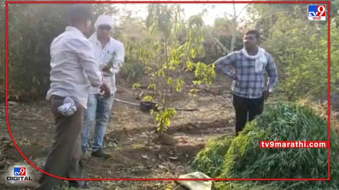 Akola Ayurveda | पातूरच्या आयुर्वेद महाविद्यालयाच्या बगिच्यात गांजाची शेती! पोलिसांच्या पथकाकडून 142 झाडे जप्त