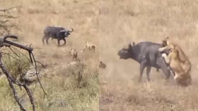 Video : आता काही खरं नाही!, सिंह आणि म्हशीमधलं युद्ध थांबता थांबेना!, पाहा व्हीडिओ...