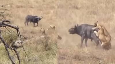 Video : आता काही खरं नाही!, सिंह आणि म्हशीमधलं युद्ध थांबता थांबेना!, पाहा व्हीडिओ...