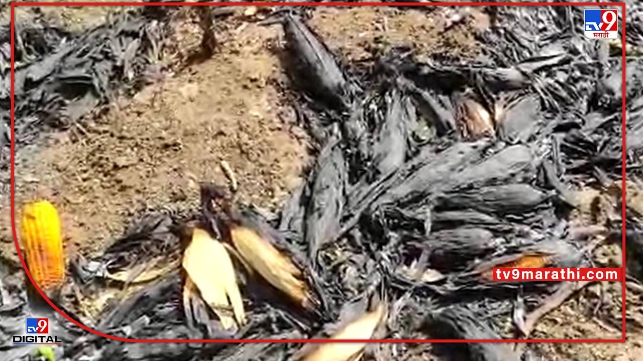 Jalgaon : पदरात पडणारे पीक महावितरणने हिरावले, अपंग शेतकऱ्याच्या बाबतीत असे काय घडले? Jalgaon : पदरात पडणारे पीक महावितरणने हिरावले, अपंग शेतकऱ्याच्या बाबतीत असे काय घडले?